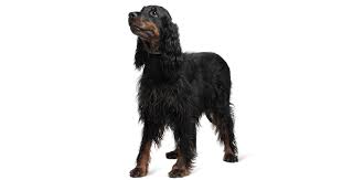 The dogs, rake and rachel, were purchased by daniel webster and george blunt in 1842. Gordon Setter Breeders Australia Gordon Setter Info Puppies