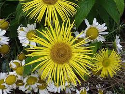 Image result for Inula mannii