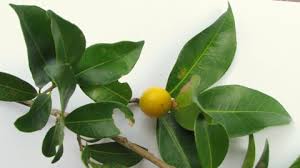 Image result for Pouteria