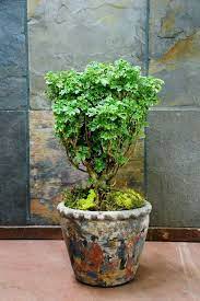 Pin On Plant Of The Week