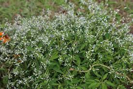 Image result for Euphorbia graminea