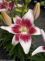 Lily Strawberries And Cream Lilium Strawberries And Cream Day Lilies Lilium