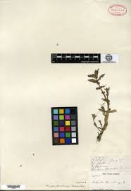 Image result for Bacopa hamiltoniana