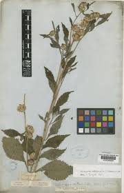 Image result for Vernonia anthelmintica