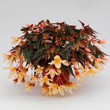 Image result for Begonia wollastonii