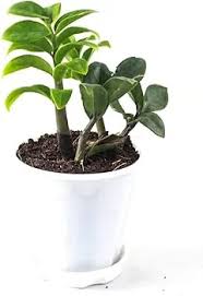 Image result for Heinsia zanzibarica