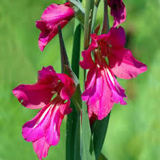 Image result for Gladiolus zambesiacus