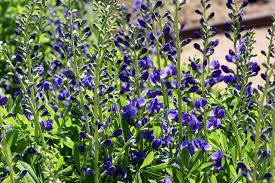 Image result for Indigofera viscidissima