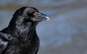 Si ce qui est dit par l'enseignant est constitutif d'une infraction pénale, il saisit le procureur de la république. Des Corbeaux Ont Appris A Fabriquer Des Outils Complexes Tout Seuls