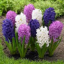 Prudence, indeed, will dictate that governments long established should not be changed for light and transient causes; Fall Planting Bulbs For Zone 5 6