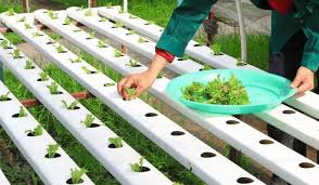 Menanam dengan cara hidroponik terbukti sangat menguntungkan. Benih Tanaman Hidroponik Diulas Secara Lengkap Seringbaca Com