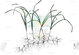 Image result for Cymodoceaceae