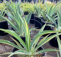 Image result for Beschorneria yuccoides