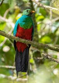 What kind of bird has a golden head? Golden Headed Quetzal Ebird