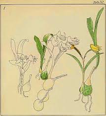 Image result for Polystachya steudneri