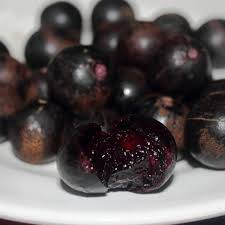 Image result for Pachylobus