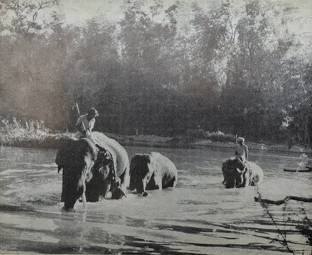 KHEDDA — CAPTURING WILD ELEPHANTS IN MYSORE | by N S Vinodh | Medium