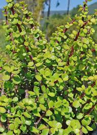 Image result for Aframomum wuerthii