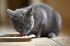 What To Feed A Cat With An Upset Stomach Home Remedies