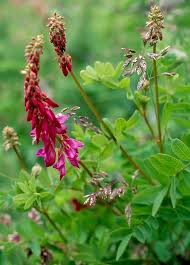 Image result for Hedysarum