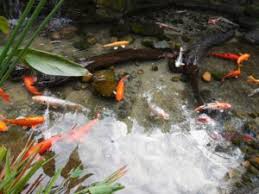 In an uncontrolled environment like a garden pond, goldfish can breed given there is a minimum of one male and one female. Creating The Perfect Environment For Fish To Breed Help Your Pond