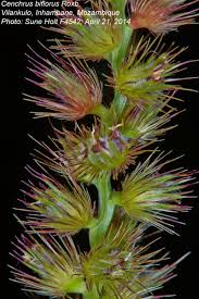 Image result for Cenchrus biflorus