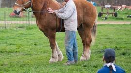 Draft Horse Basics