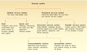 Let us talk more about the brain and the associated organs. Chapter 2 Biology Of Mind Psychology Diagram Quizlet