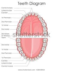 Medical Education Chart Biology Human Teeth People