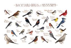 List Birds That Start With B Pin On Birds Of Florida