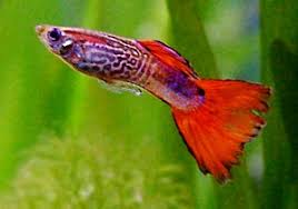 Gambar alam lautan bawah air fauna kehidupan hewan terancam via pxhere.com. Ikan Wikipedia Bahasa Melayu Ensiklopedia Bebas