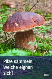 Pilze zu sammeln will gelernt sein. Essbare Pilze Sammeln Und Erkennen Essbare Pilze Pilze Maronen Pilze
