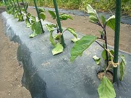 ナスのウソ泣きに騙されない 自産自消の野菜づくり