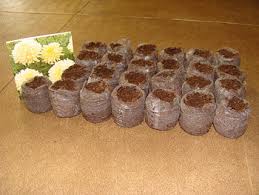 Common questions about growing marigolds. A Marigold Snowdrift Flower Bed From Indoor Seed Dave S Garden