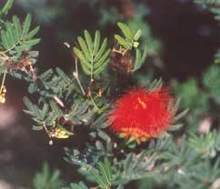 Image result for Calliandra tweedii