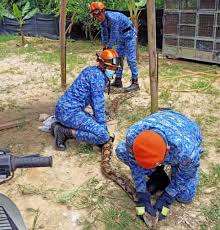 Para penggerak masyarakat orang asli pejabat agama daerah slim river bergotong royong angkut barang ke dalam kenderaan untuk dibawa masuk ke perkampungan oa. Apm Tangkap Ular Sawa 60 Kilogram Dalam Kandang Kambing