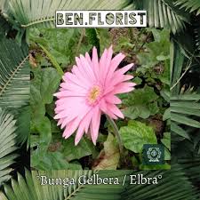 Ditambah lagi, beberapa tanaman hias tidak hanya enak dipandang tapi juga memiliki manfaat seperti dapat membersihkan udara, mengusir. Tanaman Hias Bunga Gerbera Herbras Elbra Shopee Indonesia