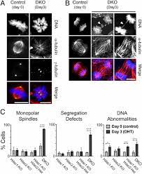 Histone Deacetylase Hdac 1 And 2 Are Essential For Accurate Cell Division And The Pluripotency Of Embryonic Stem Cells Pnas