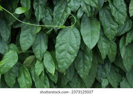 Image result for Tiliacora