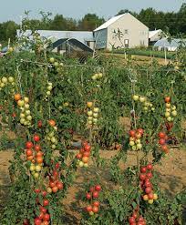 Almost everyone who has a garden has at least one tomato plant. Growing Tomatoes From Seeds Johnny S Selected Seeds