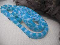 Blue Corn Snakes Re What Kind Of Snake Is This Purple Corn Snake Snake Cute Snake
