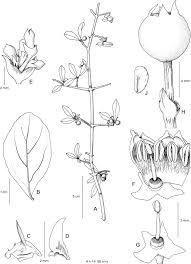 Image result for Rytigynia sp. G