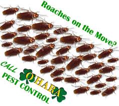 Roaches are among the most adaptable creatures on the planet. Roaches And Bed Bugs Exterminator Boca Raton Ohara Pest Control