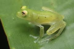 French Guiana Check List · iNaturalist