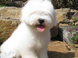 Find coton de tulears puppies & dogs for sale uk at the uk's largest independent free classifieds site. Cotons Of Whispering Lane Melinda Amsden Coton De Tulear Puppies For Sale Coton De Tulear Dogs Puppies For Sale Coton De Tulear