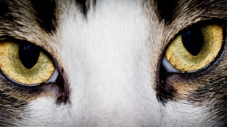 A Basic Introduction to Cat Eyes - Cat Sitter Toronto Inc.