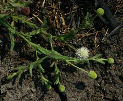 Image result for Sphaeranthus flexuosus