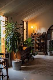 Image result for Galopina