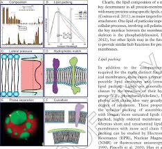 A cell membrane consists of a phospholipid bilayer with proteins embedded in it. Membrane Features Involved In Protein Lipid Interactions A Lipid Download Scientific Diagram