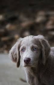 Monkey Man Baby Dogs Beautiful Dogs Long Haired Weimaraner
